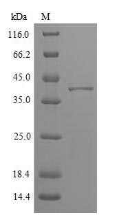SDS-PAGE