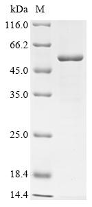 SDS-PAGE