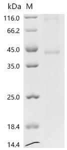 SDS-PAGE