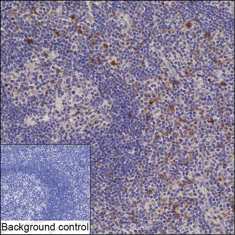 Валидация AntibodySystem RHE01902