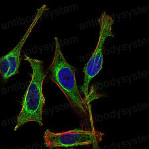 Валидация IF - AntibodySystem RHB97302