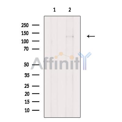 Валидация Affinity DF9052 - 21305