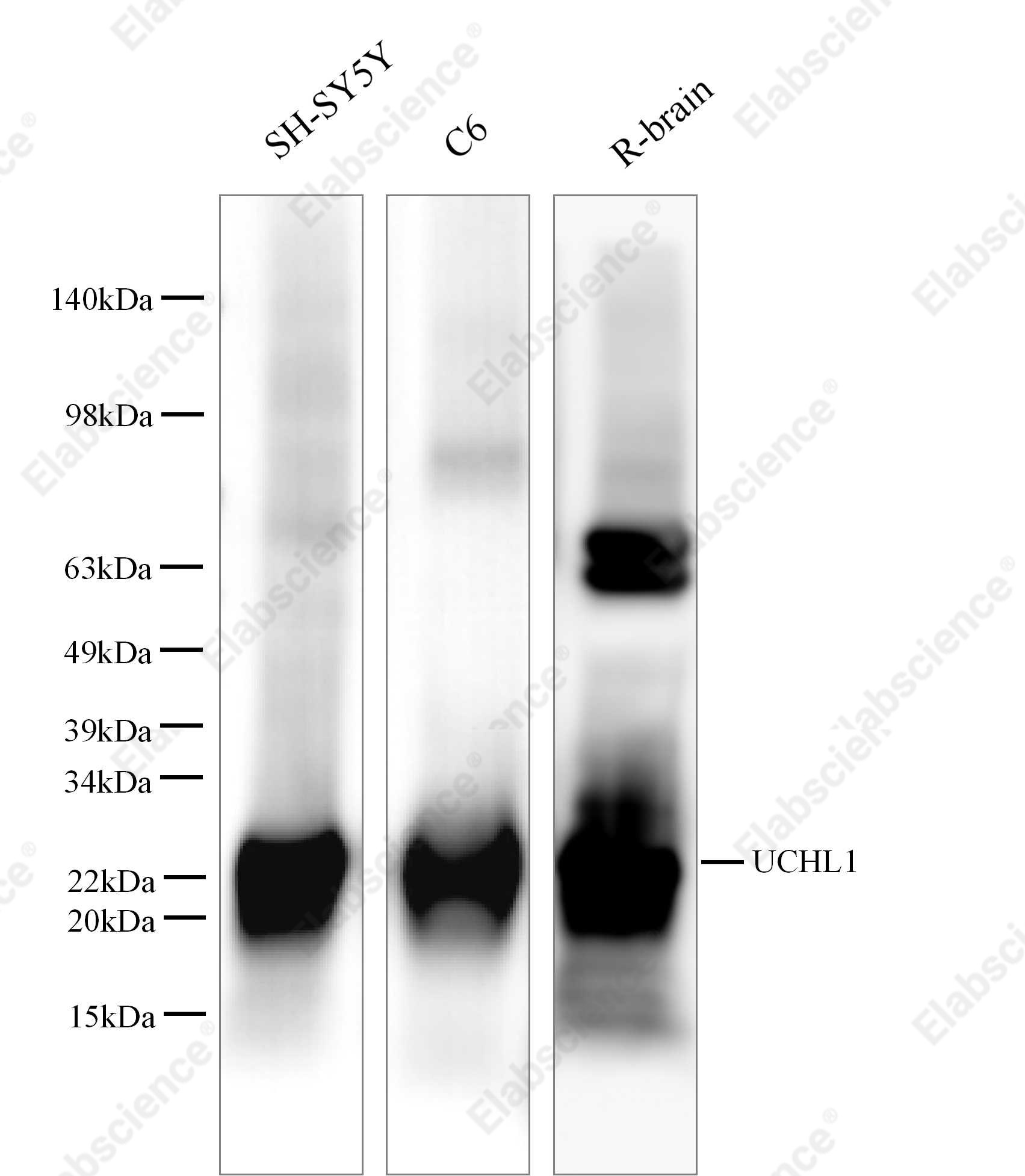 Вестерн-блоттинг, UCHL1, клетки SH-SY5Y, ткань мозга крысы, клетки C6