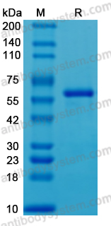 AHJ36601, SDS-PAGE