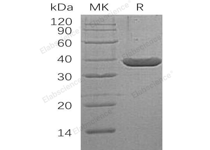 Валидация Elabscience PKSH032708(3138)