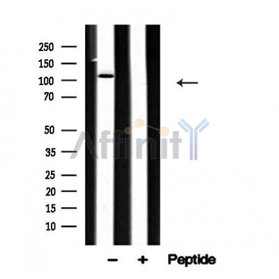Валидация Affinity AF4620 - 2232