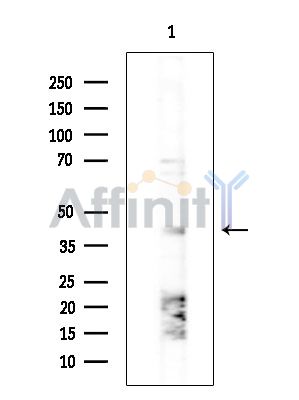 Валидация Affinity DF14552 - 10543