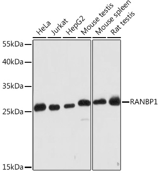 Валидация Elabscience E-AB-91524