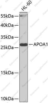 Вестерн-блоттинг, APOA1, клетки HL-60
