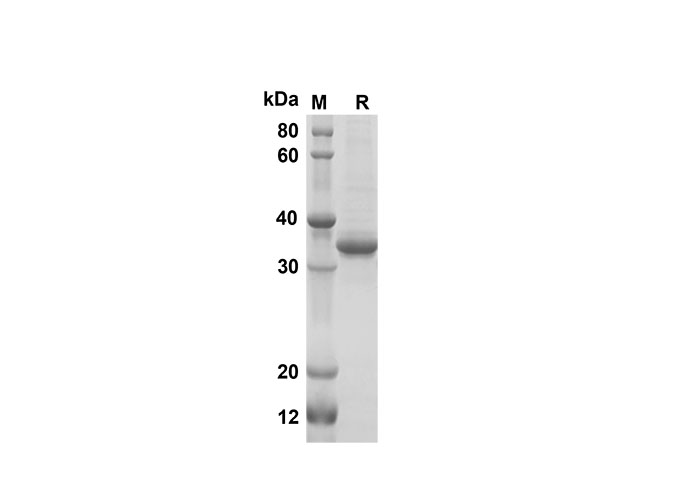 Валидация Elabscience PDEM100175(524)