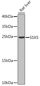 Валидация Elabscience E-AB-62927