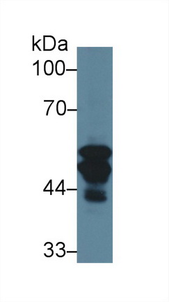 13707