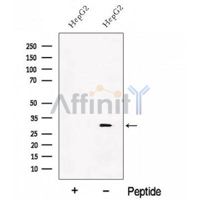 Валидация Affinity DF12693 - 7352