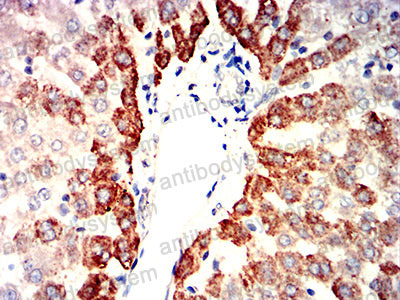 Валидация AntibodySystem RHG85602 (3099)