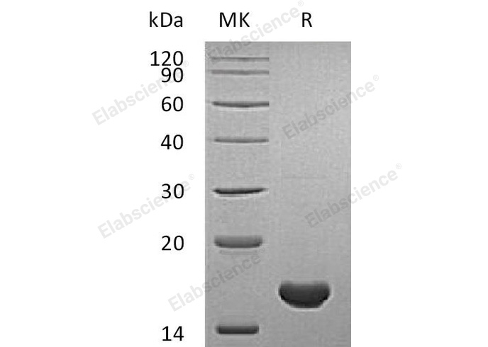 Валидация Elabscience PKSH031608(2270)
