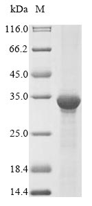 SDS-PAGE