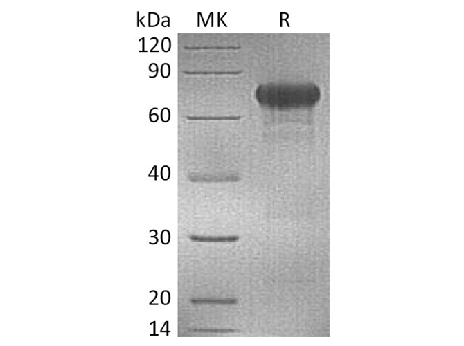 Валидация Elabscience PKSH033789(4060)