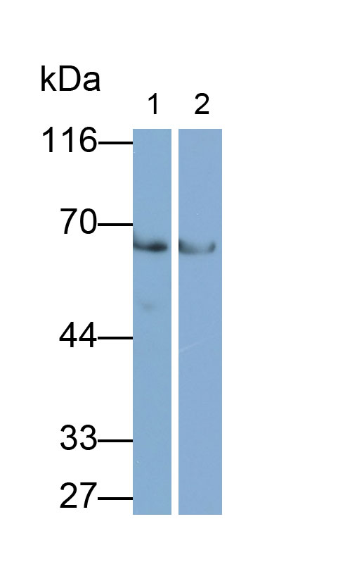 9908