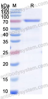 Валидация AntibodySystem YMC02001