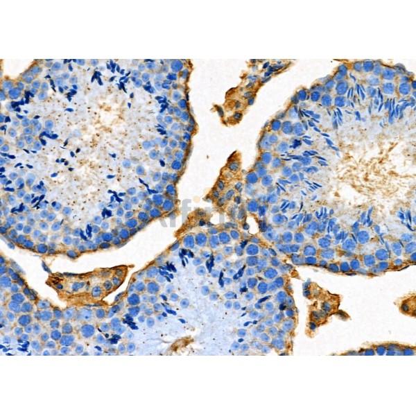 Валидация Affinity DF7816 - 19627