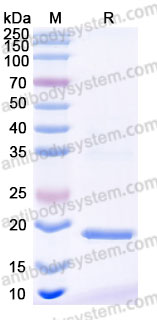 YHD39502, SDS-PAGE