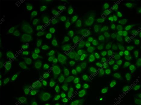 Иммунофлуоресценция, RAD54L2, клетки MCF-7