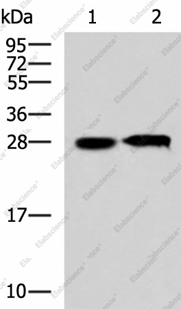 Вестерн-блоттинг, CCDC134, клетки 293T