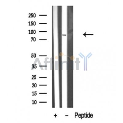 Валидация Affinity DF10316 - 5937