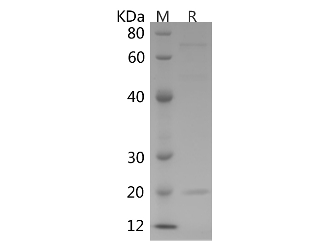 Валидация Elabscience PDMH100155(821)
