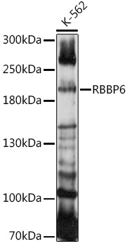 Валидация Elabscience E-AB-90950