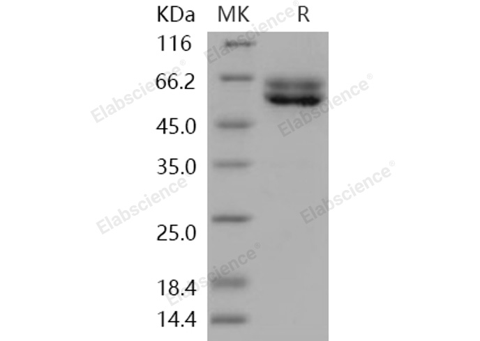 Валидация Elabscience PKSH031147(1920)