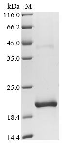 SDS-PAGE
