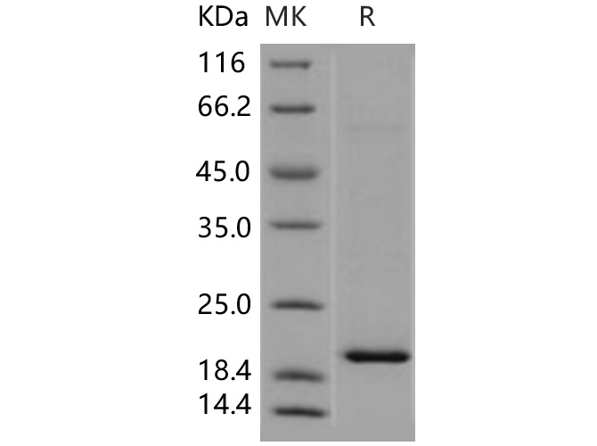 Валидация Elabscience PKSH030789(1643)