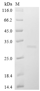 SDS-PAGE