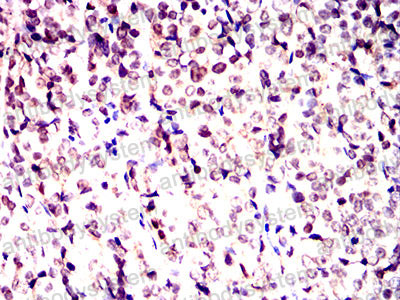 Валидация AntibodySystem RHE73902 (2294)