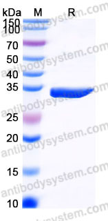 YHC93702, SDS-PAGE