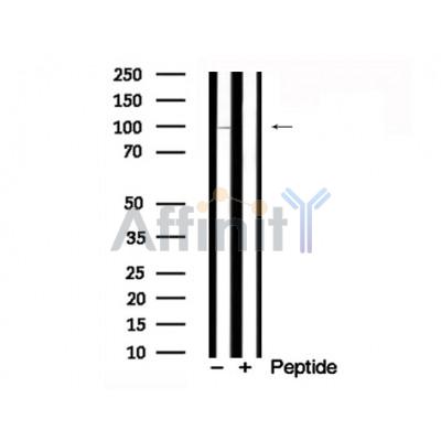 Валидация Affinity AF7794 - 4510