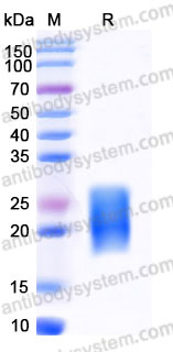 AMC06703, SDS-PAGE
