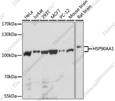 Вестерн-блоттинг, HSP90AA1, различные клеточные линии