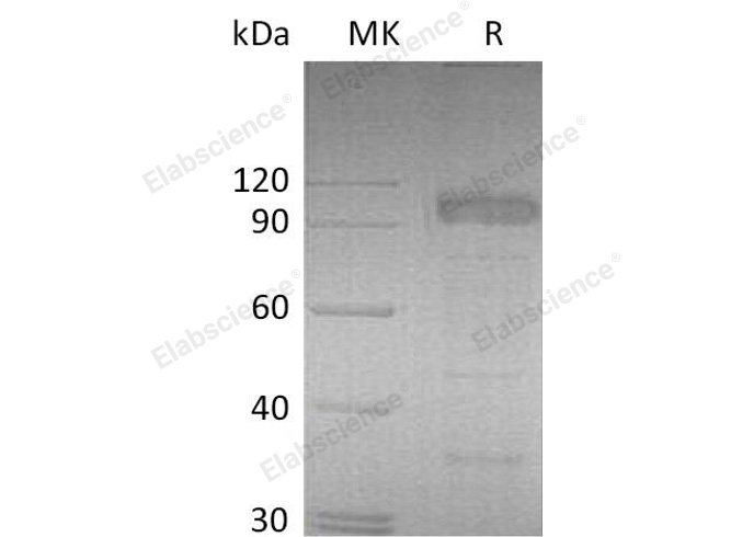 Валидация Elabscience PKSM041055(4981)