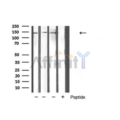 Валидация Affinity AF5101 - 2448