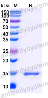 Валидация SDS-PAGE - AntibodySystem RHB94403