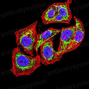 Валидация IF - AntibodySystem RHE25301
