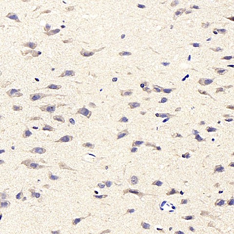 Валидация Elabscience E-AB-70153