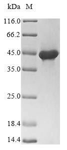 SDS-PAGE