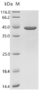 SDS-PAGE
