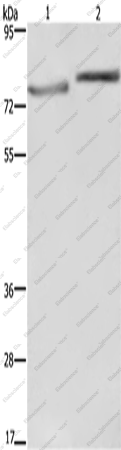 Вестерн-блоттинг, COMP, клетки PC3 и HeLa