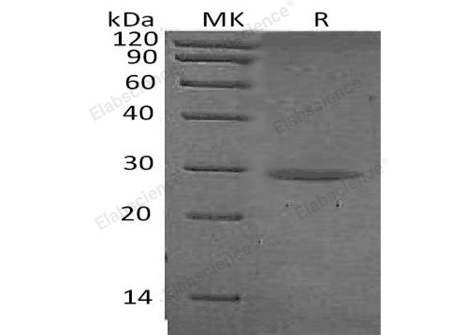 Валидация Elabscience PKSH032254(2761)