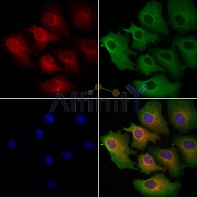 Валидация Affinity DF12081 - 6169