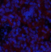 Иммунофлуоресценция, Phospho-GSK3 beta (Ser9), ткань селезенки крысы